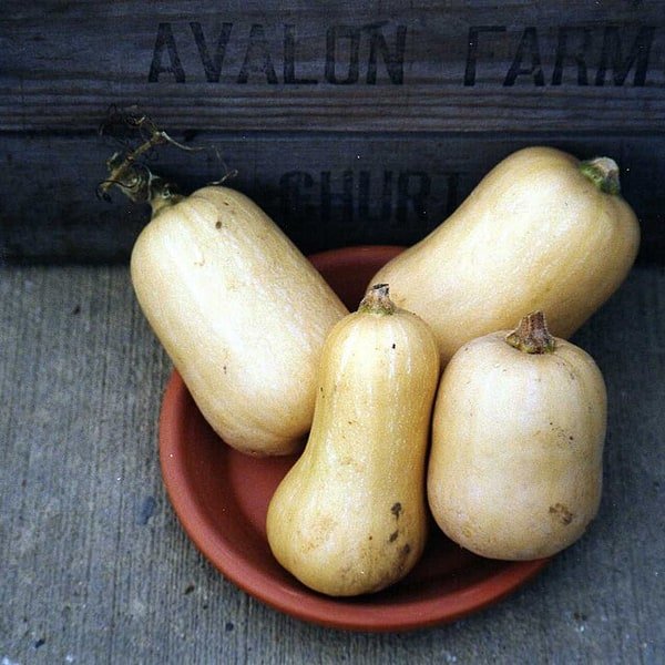Butternut Squash