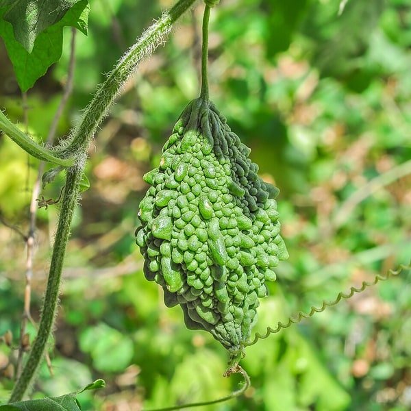 Bitter Melon Karela