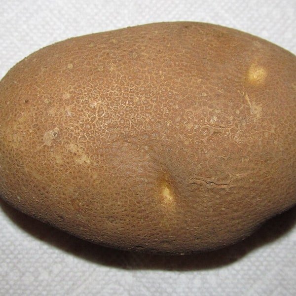 Russet Baking Potato