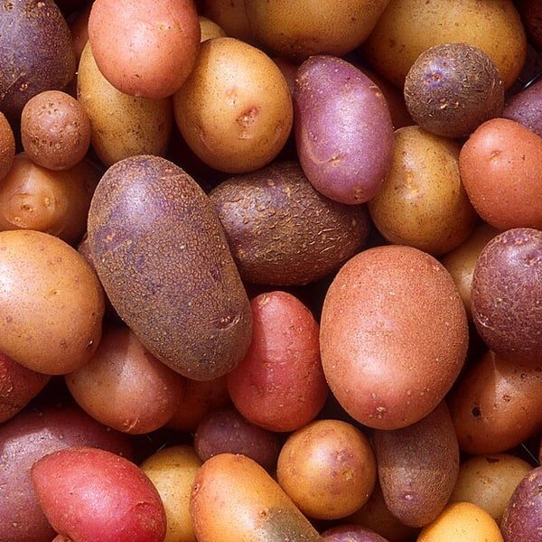 Red Bliss Potato