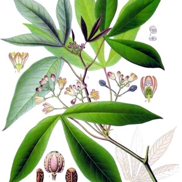 Cassava Manioc