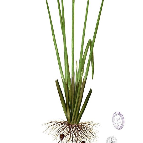 Water Chestnut Fresh
