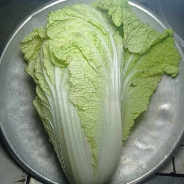 Napa Cabbage Wombok