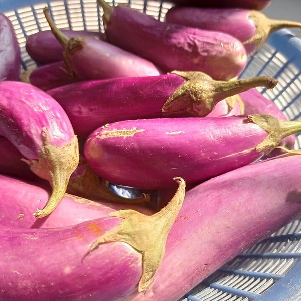 Japanese Eggplant