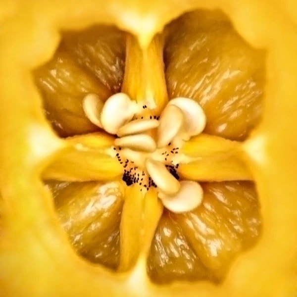 Yellow Bell Pepper