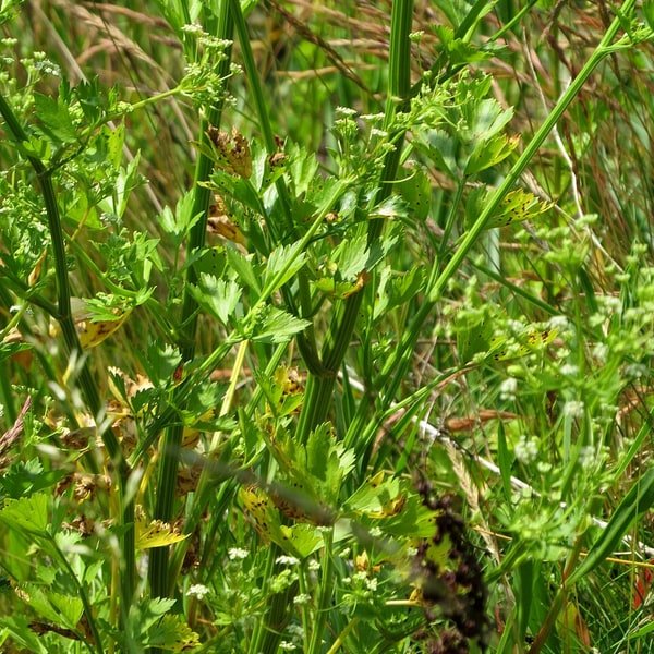 Celery Heart Stalk