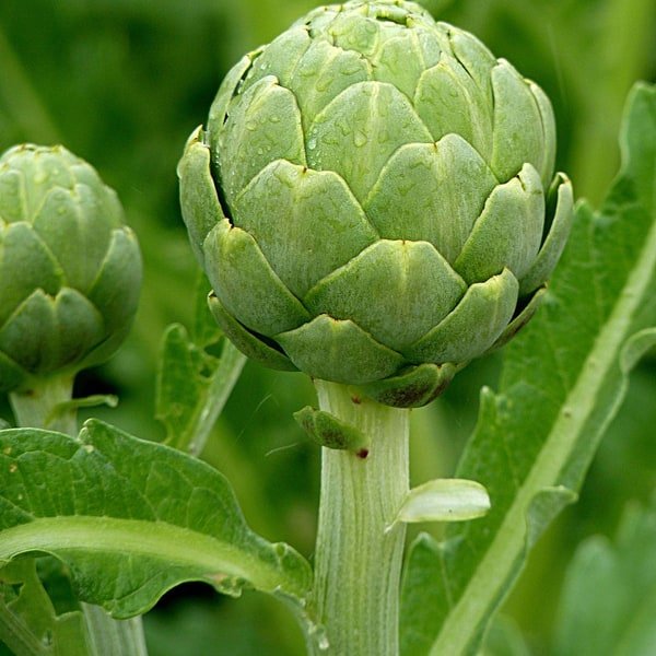 Globe Artichoke