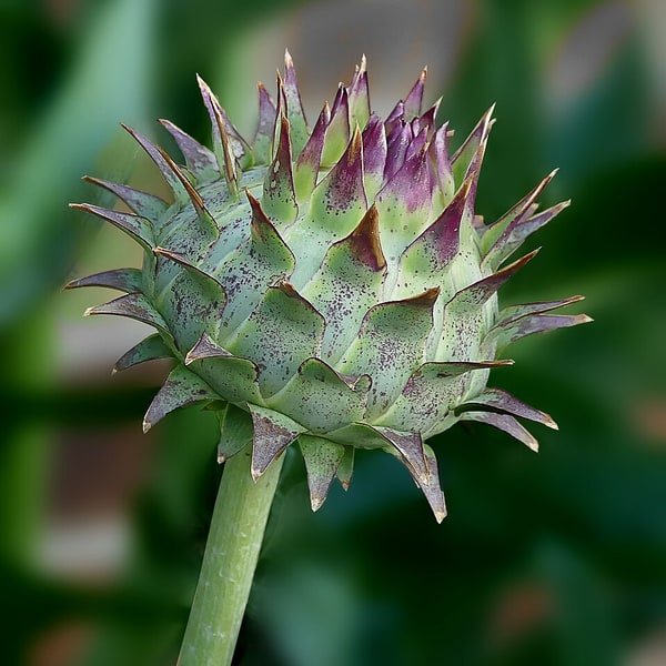 Cardoon Stem