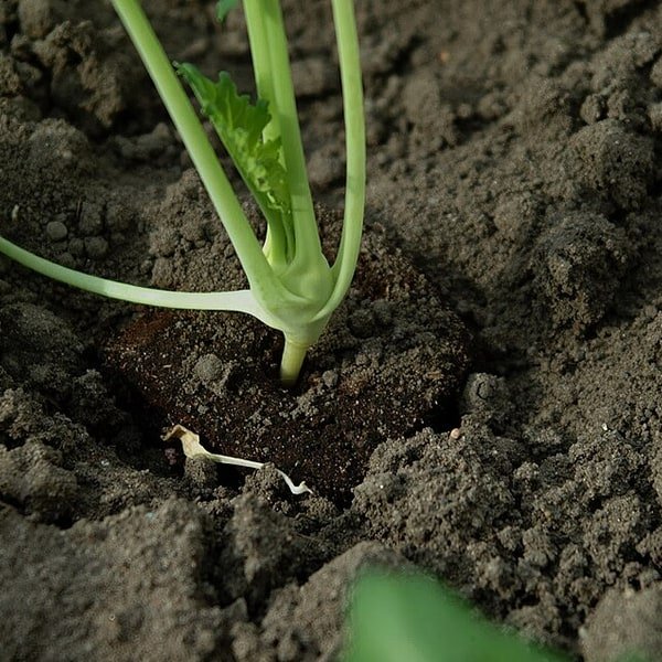 Green Kohlrabi
