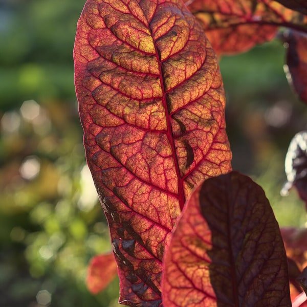 Silverbeet Chard