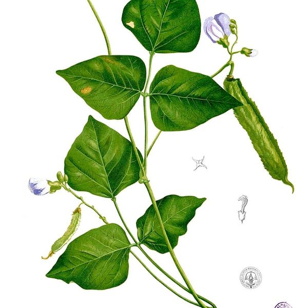 Winged Bean Goa