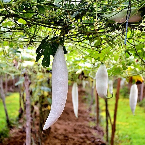 Snake Gourd Pudalangai