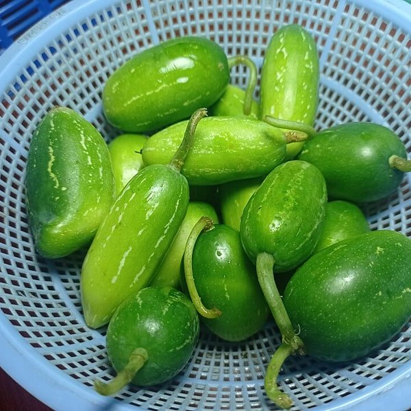 Ivy Gourd Tindora