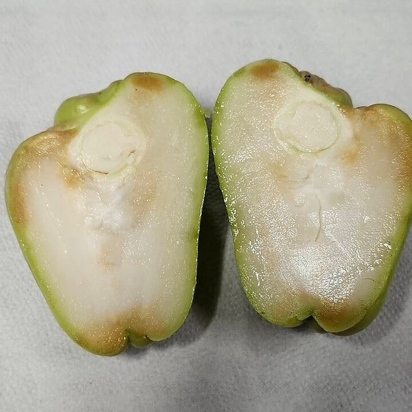 Chayote Pear Squash