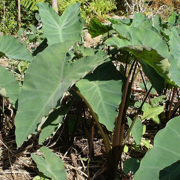 Taro Leaves Bundled