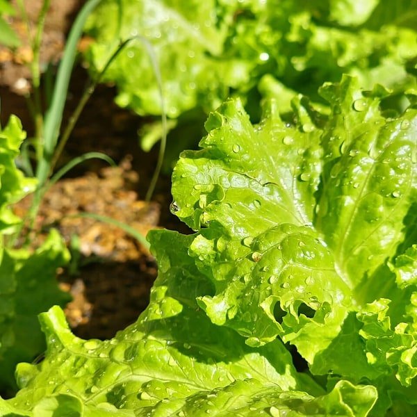 Butterhead Boston Lettuce