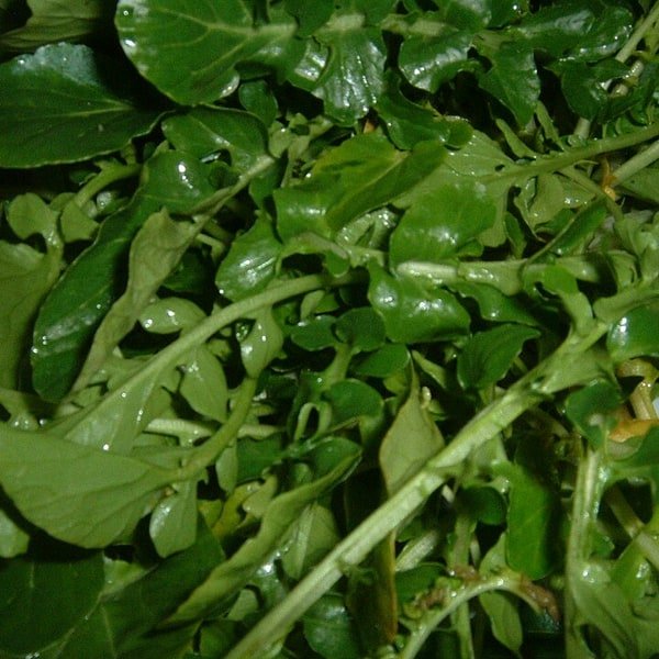 Watercress Bunch
