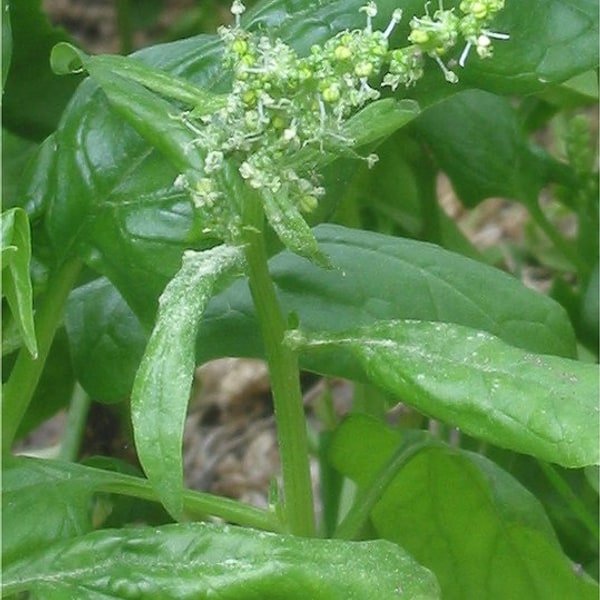 Baby Spinach Leaves