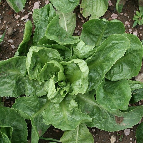 Frisée Endive Curly
