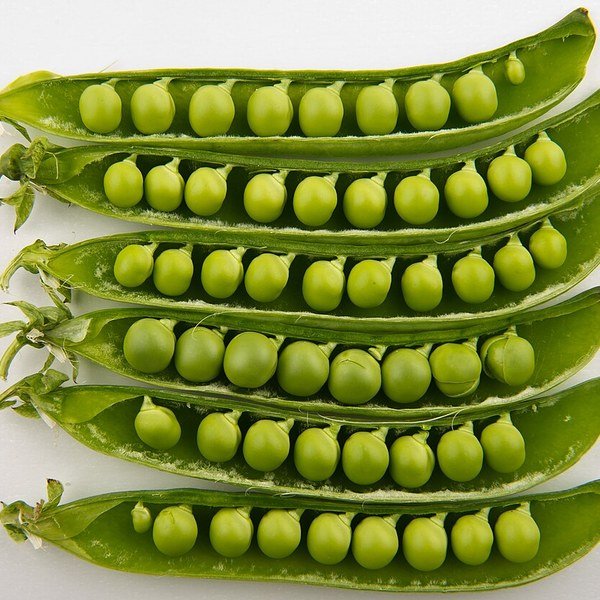 Micro Pea Shoots