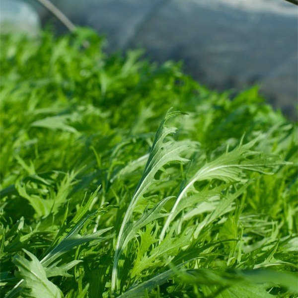 Mizuna Mustard Greens